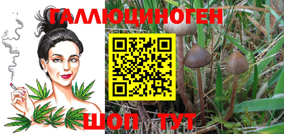 Карачаевск  Галлюциногенные грибы GOLDEN TEACHER  Вход с VPN  Галлюциногенные грибы GOLDEN TEACHER 
